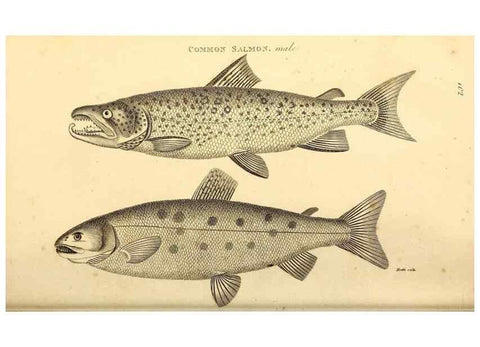 Reproducción/Reproduction 49827050671: General zoology, or Systematic natural history. London,Printed for G. Kearsley,1800-1826.. 