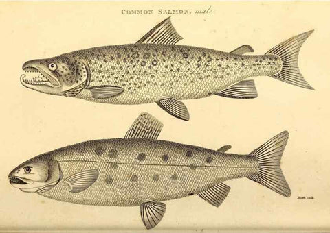 Reproducción/Reproduction 49827050671: General zoology, or Systematic natural history. London,Printed for G. Kearsley,1800-1826.. 