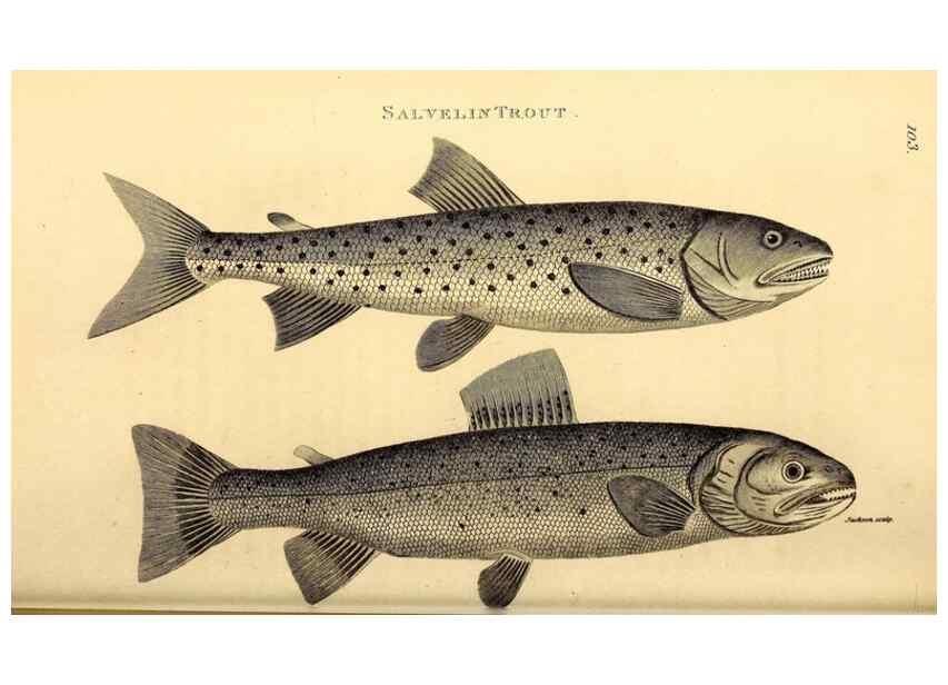 Reproducción/Reproduction 49827364547: General zoology, or Systematic natural history. London,Printed for G. Kearsley,1800-1826.. 