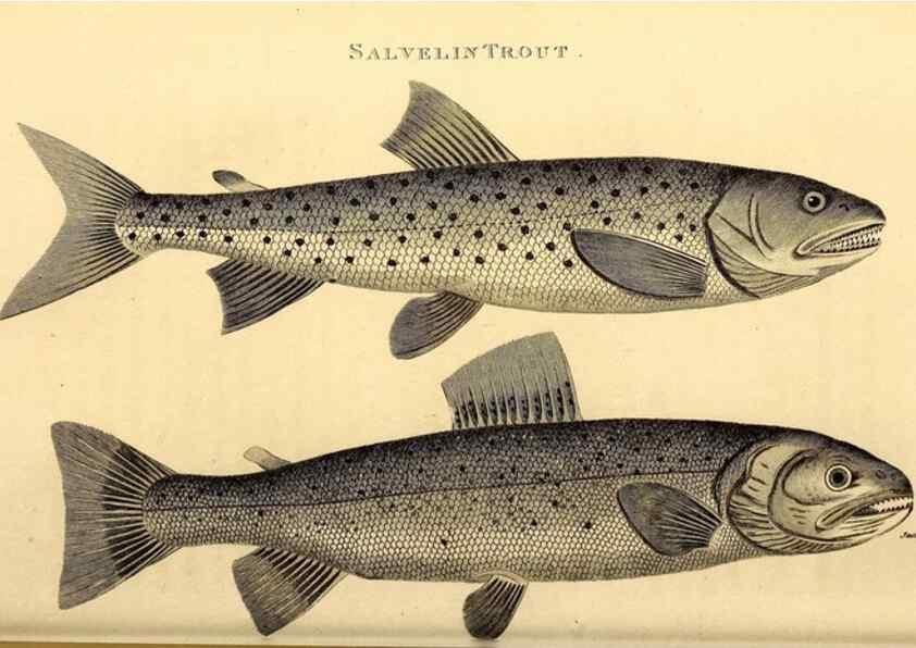 Reproducción/Reproduction 49827364547: General zoology, or Systematic natural history. London,Printed for G. Kearsley,1800-1826.. 