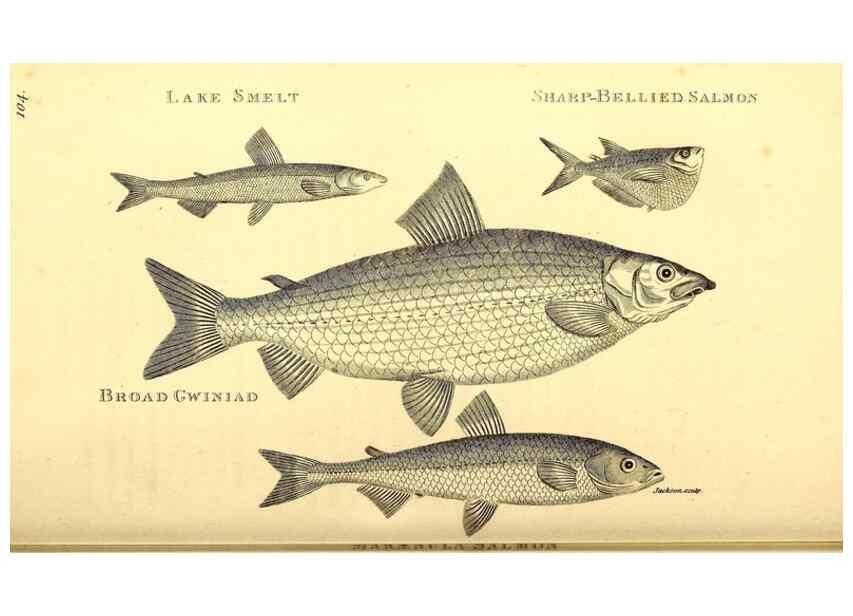 Reproducción/Reproduction 49827364872: General zoology, or Systematic natural history. London,Printed for G. Kearsley,1800-1826.. 
