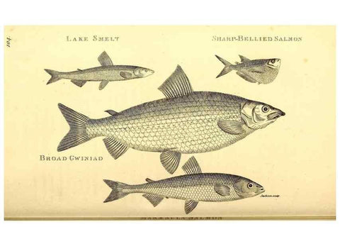 Reproducción/Reproduction 49827364872: General zoology, or Systematic natural history. London,Printed for G. Kearsley,1800-1826.. 