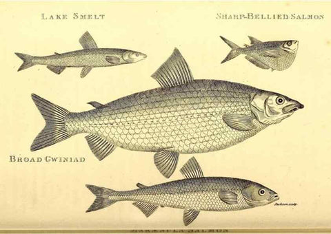 Reproducción/Reproduction 49827364872: General zoology, or Systematic natural history. London,Printed for G. Kearsley,1800-1826.. 
