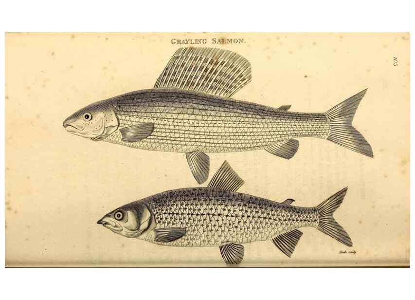 Reproducción/Reproduction 49826517693: General zoology, or Systematic natural history. London,Printed for G. Kearsley,1800-1826.. 