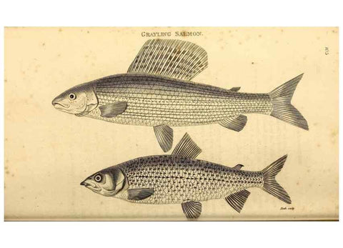 Reproducción/Reproduction 49826517693: General zoology, or Systematic natural history. London,Printed for G. Kearsley,1800-1826.. 