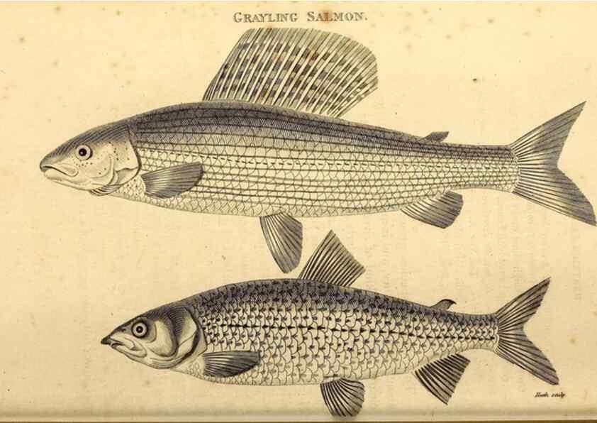 Reproducción/Reproduction 49826517693: General zoology, or Systematic natural history. London,Printed for G. Kearsley,1800-1826.. 