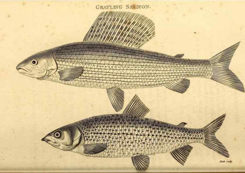 Reproducción/Reproduction 49826517693: General zoology, or Systematic natural history. London,Printed for G. Kearsley,1800-1826.. 