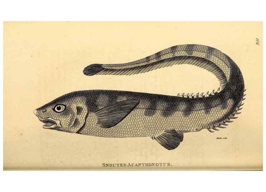 Reproducción/Reproduction 49827051771: General zoology, or Systematic natural history. London,Printed for G. Kearsley,1800-1826.. 