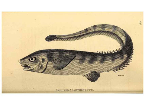 Reproducción/Reproduction 49827051771: General zoology, or Systematic natural history. London,Printed for G. Kearsley,1800-1826.. 