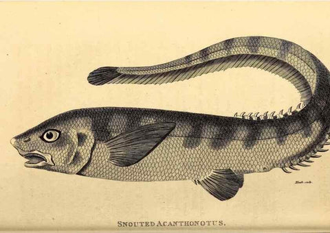 Reproducción/Reproduction 49827051771: General zoology, or Systematic natural history. London,Printed for G. Kearsley,1800-1826.. 