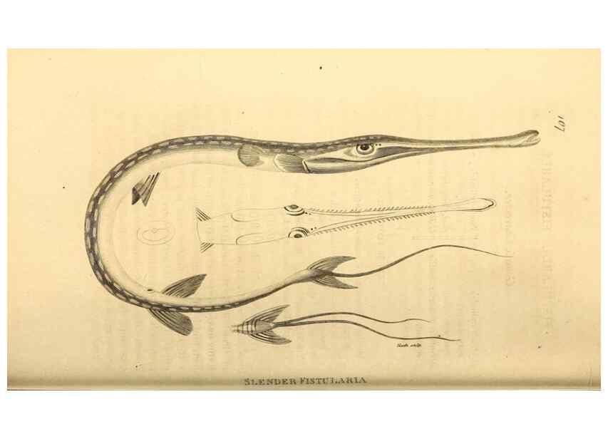 Reproducción/Reproduction 49827365772: General zoology, or Systematic natural history. London,Printed for G. Kearsley,1800-1826.. 