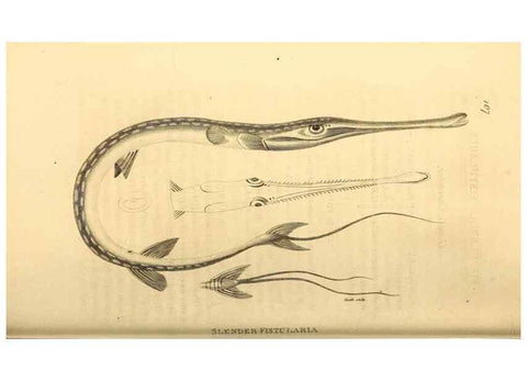 Reproducción/Reproduction 49827365772: General zoology, or Systematic natural history. London,Printed for G. Kearsley,1800-1826.. 