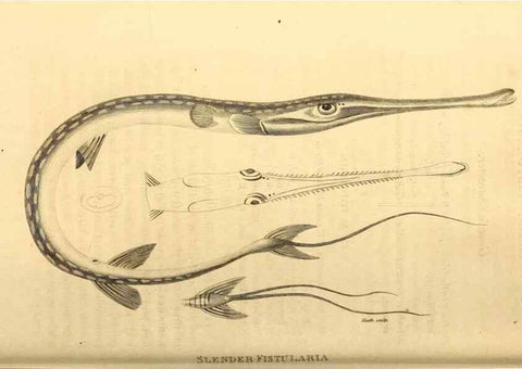 Reproducción/Reproduction 49827365772: General zoology, or Systematic natural history. London,Printed for G. Kearsley,1800-1826.. 