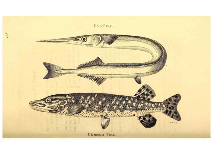 Reproducción/Reproduction 49826518568: General zoology, or Systematic natural history. London,Printed for G. Kearsley,1800-1826.. 