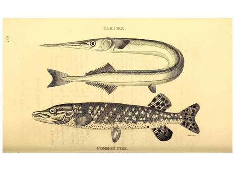Reproducción/Reproduction 49826518568: General zoology, or Systematic natural history. London,Printed for G. Kearsley,1800-1826.. 