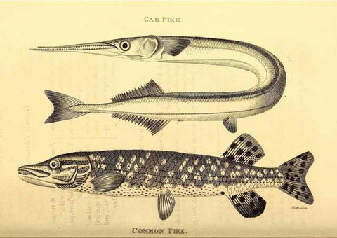Reproducción/Reproduction 49826518568: General zoology, or Systematic natural history. London,Printed for G. Kearsley,1800-1826.. 
