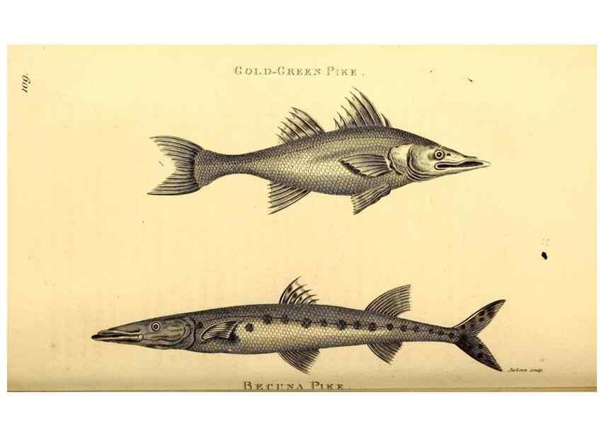 Reproducción/Reproduction 49826518878: General zoology, or Systematic natural history. London,Printed for G. Kearsley,1800-1826.. 