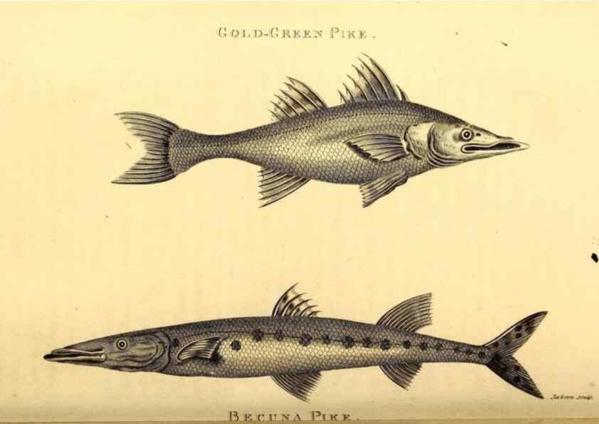 Reproducción/Reproduction 49826518878: General zoology, or Systematic natural history. London,Printed for G. Kearsley,1800-1826.. 