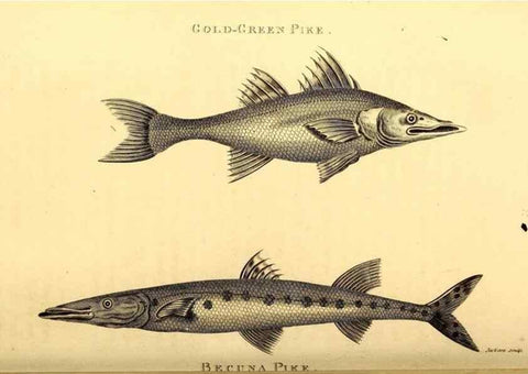Reproducción/Reproduction 49826518878: General zoology, or Systematic natural history. London,Printed for G. Kearsley,1800-1826.. 