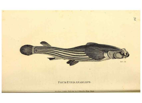Reproducción/Reproduction 49827362497: General zoology, or Systematic natural history. London,Printed for G. Kearsley,1800-1826.. 