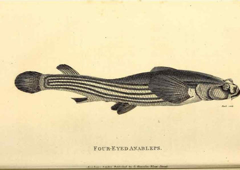 Reproducción/Reproduction 49827362497: General zoology, or Systematic natural history. London,Printed for G. Kearsley,1800-1826.. 