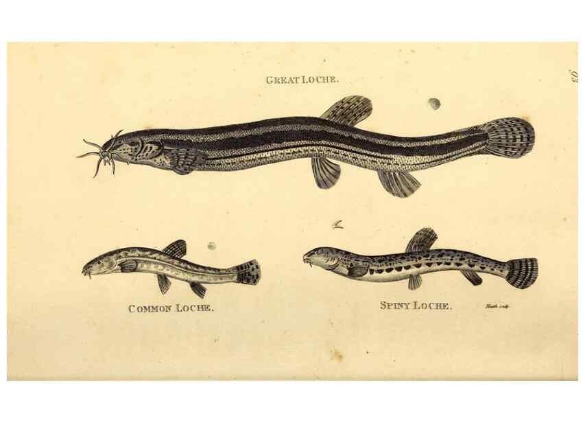 Reproducción/Reproduction 49827048681: General zoology, or Systematic natural history. London,Printed for G. Kearsley,1800-1826.. 