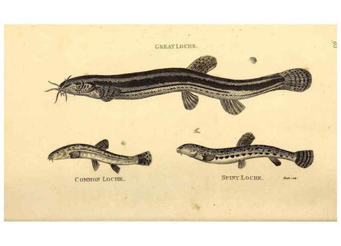 Reproducción/Reproduction 49827048681: General zoology, or Systematic natural history. London,Printed for G. Kearsley,1800-1826.. 