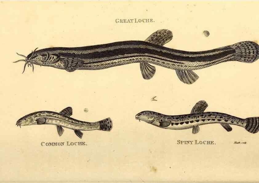 Reproducción/Reproduction 49827048681: General zoology, or Systematic natural history. London,Printed for G. Kearsley,1800-1826.. 