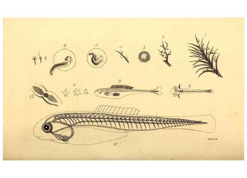 Reproducción/Reproduction 49826514643: General zoology, or Systematic natural history. London,Printed for G. Kearsley,1800-1826.. 