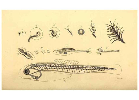 Reproducción/Reproduction 49826514643: General zoology, or Systematic natural history. London,Printed for G. Kearsley,1800-1826.. 