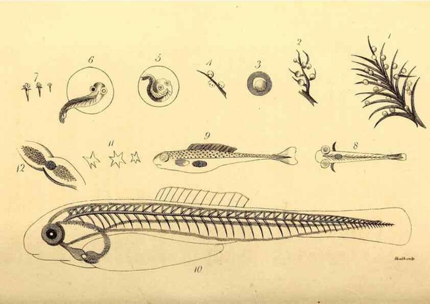 Reproducción/Reproduction 49826514643: General zoology, or Systematic natural history. London,Printed for G. Kearsley,1800-1826.. 