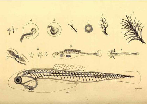 Reproducción/Reproduction 49826514643: General zoology, or Systematic natural history. London,Printed for G. Kearsley,1800-1826.. 
