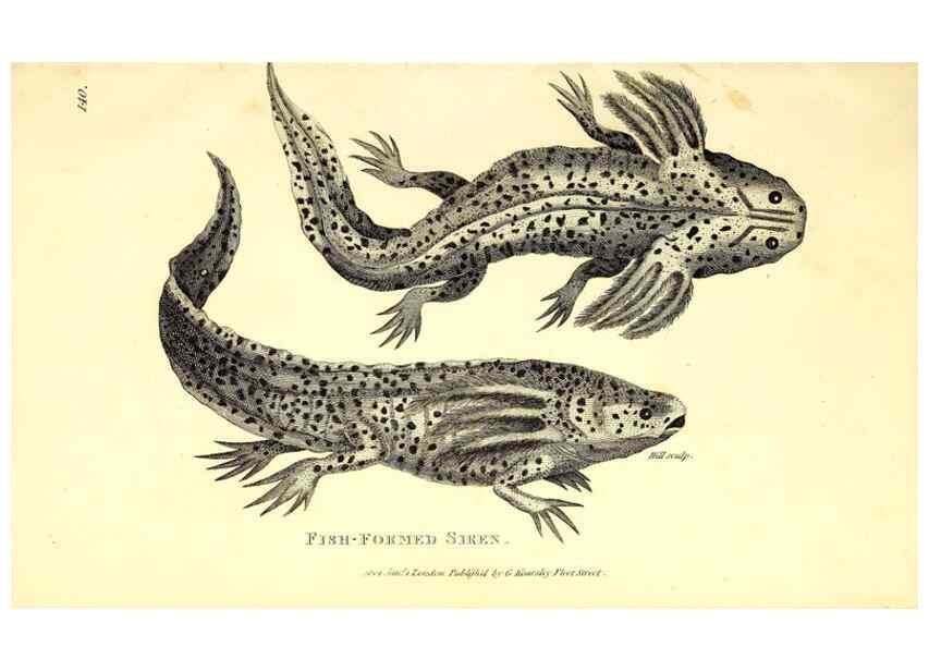 Reproducción/Reproduction 49826346348: General zoology, or Systematic natural history. London,Printed for G. Kearsley,1800-1826.. 