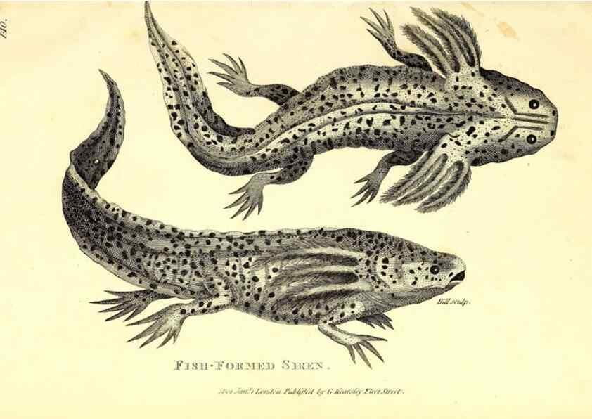 Reproducción/Reproduction 49826346348: General zoology, or Systematic natural history. London,Printed for G. Kearsley,1800-1826.. 