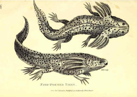 Reproducción/Reproduction 49826346348: General zoology, or Systematic natural history. London,Printed for G. Kearsley,1800-1826.. 