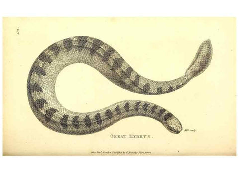 Reproducción/Reproduction 49826875191: General zoology, or Systematic natural history. London,Printed for G. Kearsley,1800-1826.. 