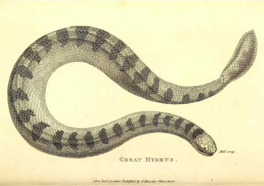 Reproducción/Reproduction 49826875191: General zoology, or Systematic natural history. London,Printed for G. Kearsley,1800-1826.. 