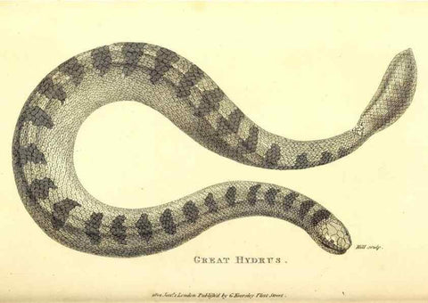 Reproducción/Reproduction 49826875191: General zoology, or Systematic natural history. London,Printed for G. Kearsley,1800-1826.. 