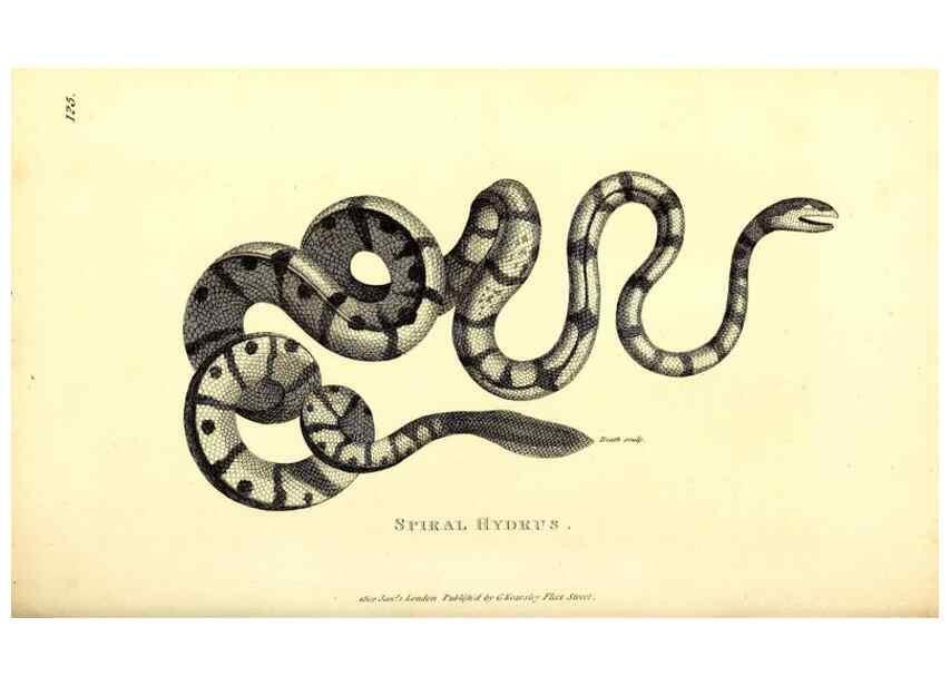 Reproducción/Reproduction 49826875471: General zoology, or Systematic natural history. London,Printed for G. Kearsley,1800-1826.. 