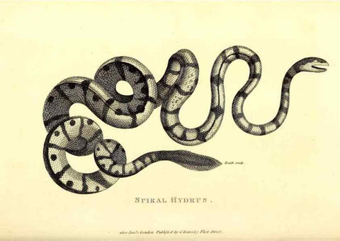 Reproducción/Reproduction 49826875471: General zoology, or Systematic natural history. London,Printed for G. Kearsley,1800-1826.. 