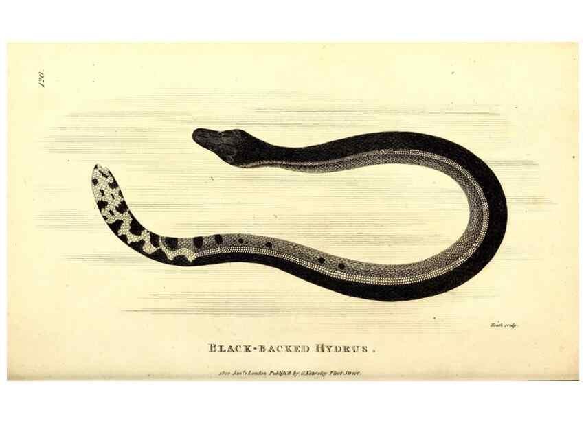 Reproducción/Reproduction 49827190897: General zoology, or Systematic natural history. London,Printed for G. Kearsley,1800-1826.. 