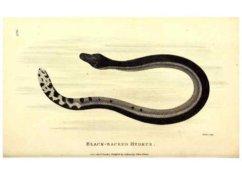 Reproducción/Reproduction 49827190897: General zoology, or Systematic natural history. London,Printed for G. Kearsley,1800-1826.. 