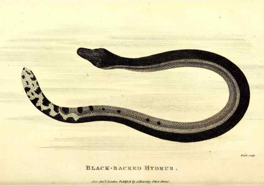 Reproducción/Reproduction 49827190897: General zoology, or Systematic natural history. London,Printed for G. Kearsley,1800-1826.. 