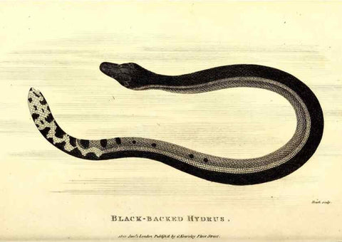 Reproducción/Reproduction 49827190897: General zoology, or Systematic natural history. London,Printed for G. Kearsley,1800-1826.. 