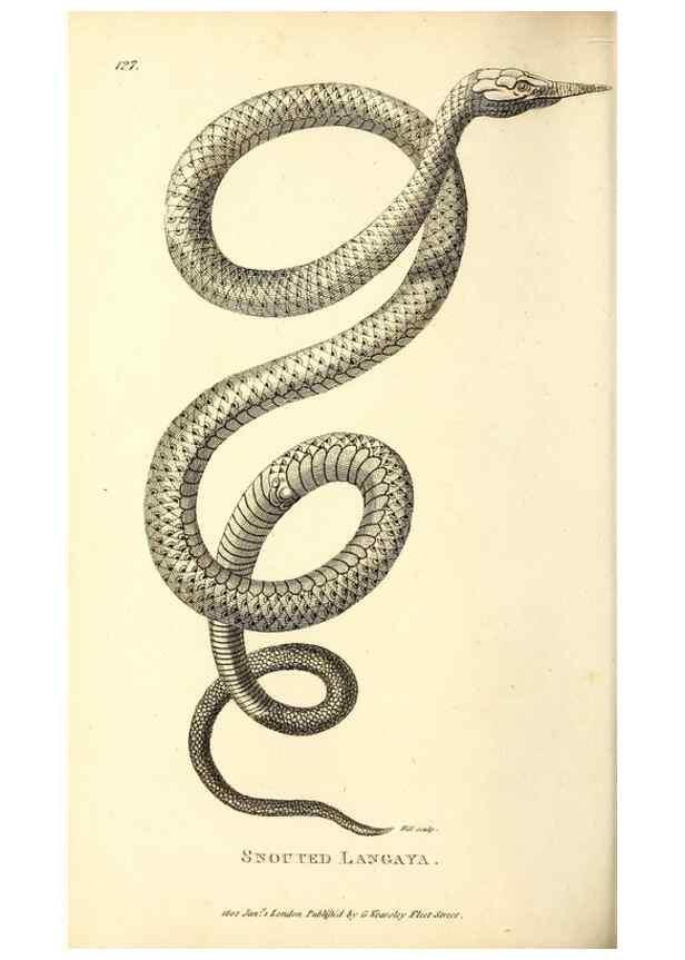 Reproducción/Reproduction 49826875931: General zoology, or Systematic natural history. London,Printed for G. Kearsley,1800-1826.. 