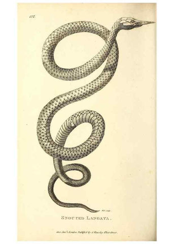 Reproducción/Reproduction 49826875931: General zoology, or Systematic natural history. London,Printed for G. Kearsley,1800-1826.. 