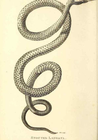 Reproducción/Reproduction 49826875931: General zoology, or Systematic natural history. London,Printed for G. Kearsley,1800-1826.. 