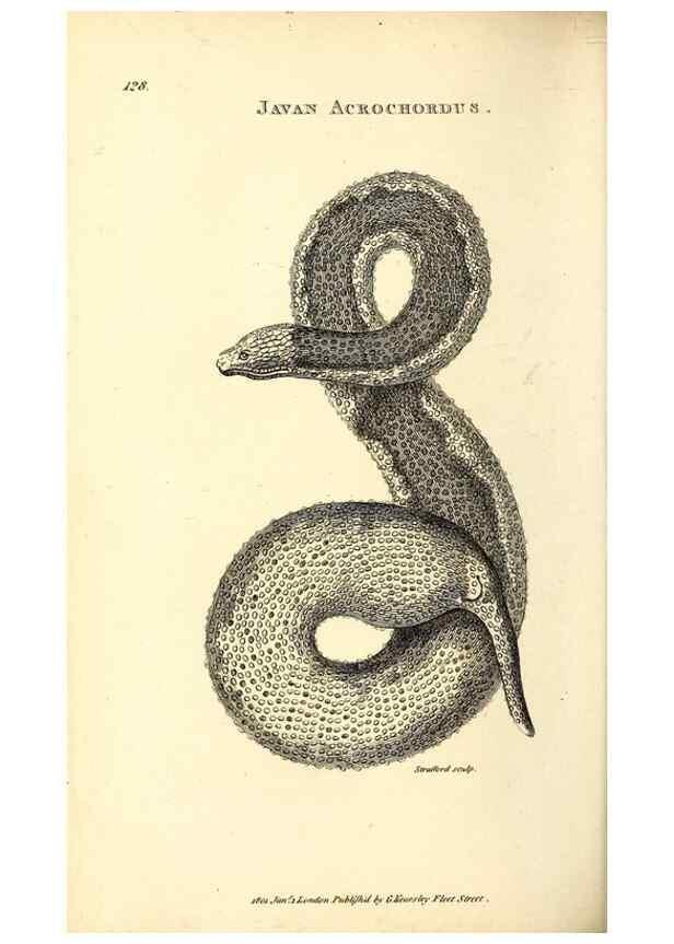 Reproducción/Reproduction 49826876196: General zoology, or Systematic natural history. London,Printed for G. Kearsley,1800-1826.. 