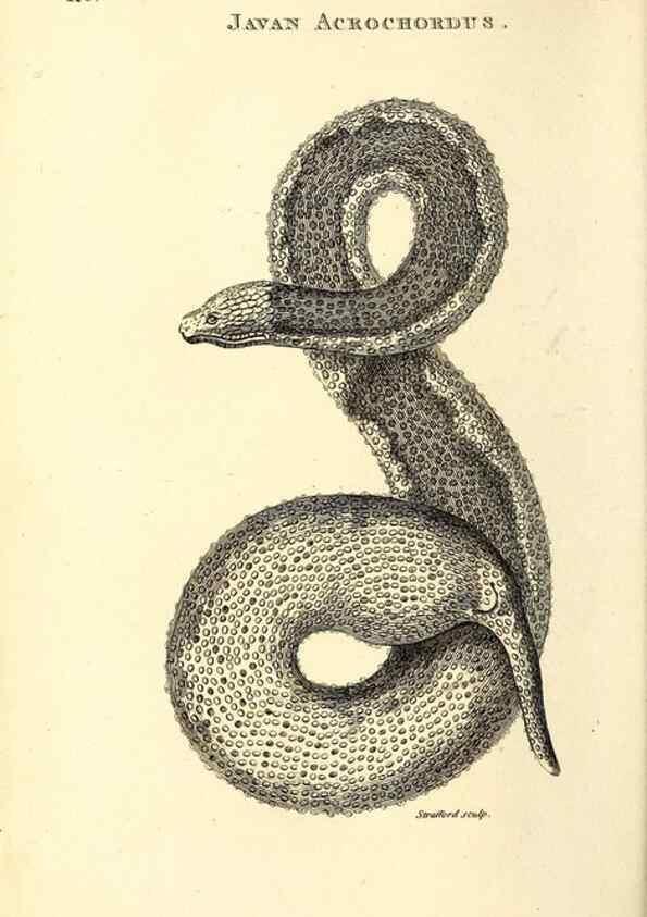 Reproducción/Reproduction 49826876196: General zoology, or Systematic natural history. London,Printed for G. Kearsley,1800-1826.. 