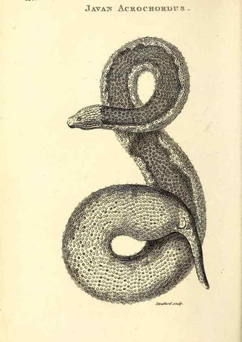 Reproducción/Reproduction 49826876196: General zoology, or Systematic natural history. London,Printed for G. Kearsley,1800-1826.. 